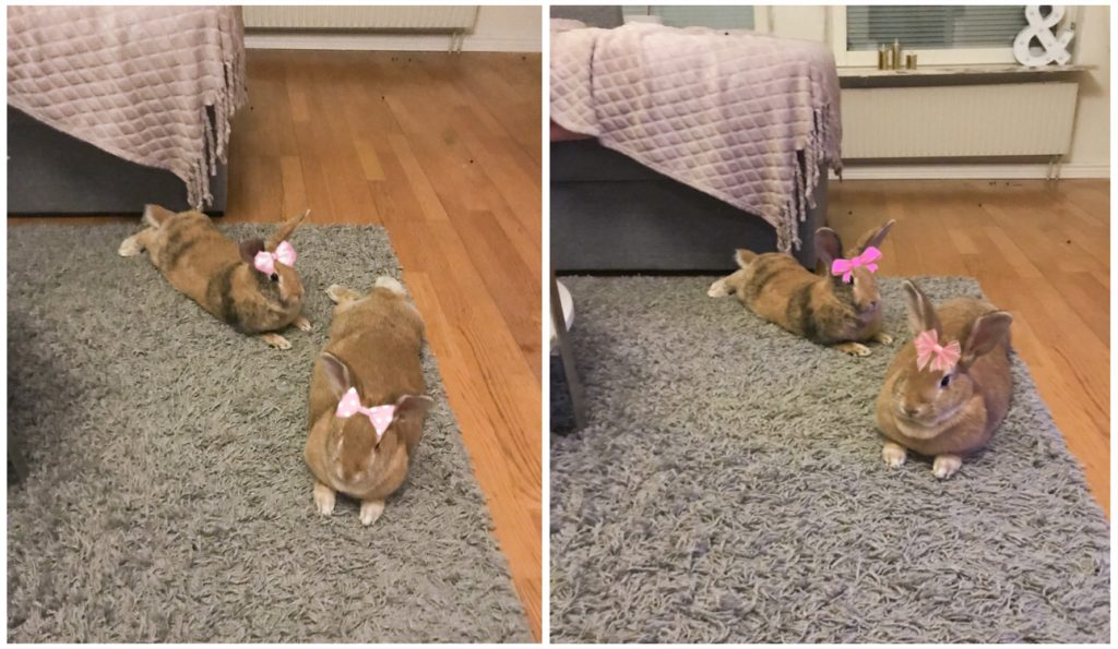 Kaniner med rosetter